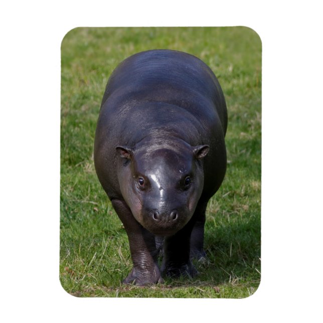 Baby Hippo Flexible Magnet (Vertical)