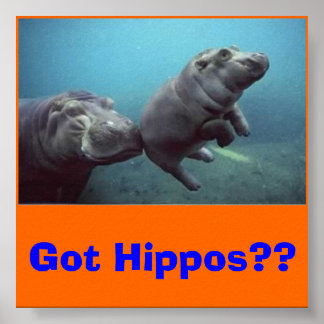 baby-hippo, Got Hippos?? Poster