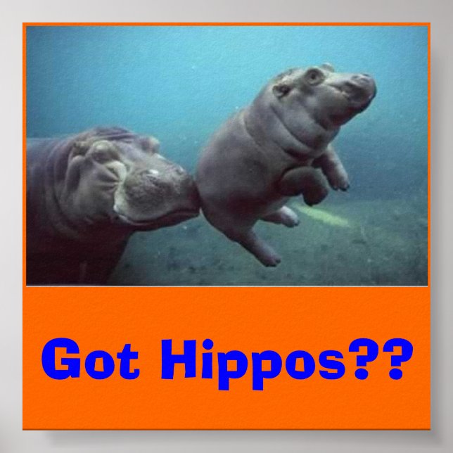 baby-hippo, Got Hippos?? Poster (Front)