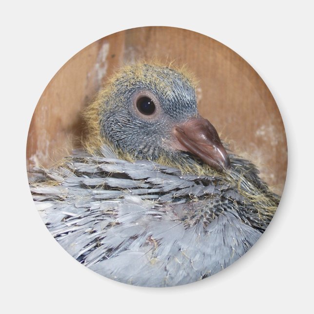 Baby Homing Pigeon Magnet (Front)