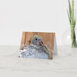 Baby Homing Pigeon Notecard