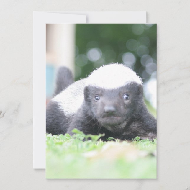Baby honey badger holiday card (Front)