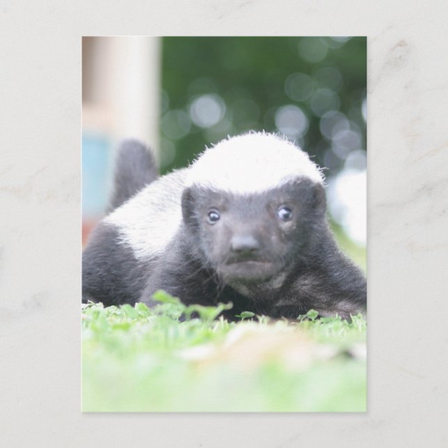 Baby honey badger on green grass photograph holiday postcard (Front)