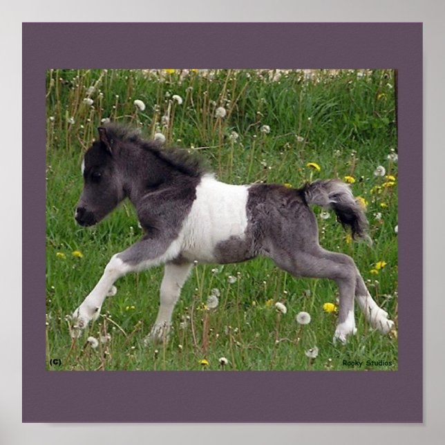 Baby Horse Poster (Front)