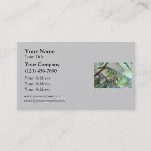 Baby Hummingbird Sticking Out Its Tongue Business Card