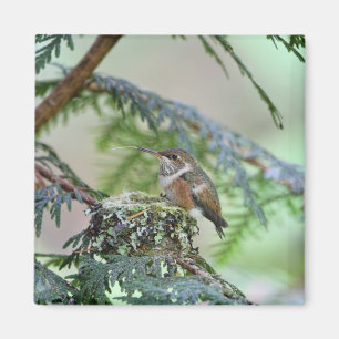 Baby Hummingbird Sticking Out Its Tongue Magnet