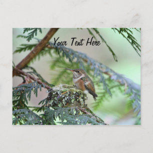 Baby Hummingbird Sticking Out Its Tongue Postcard