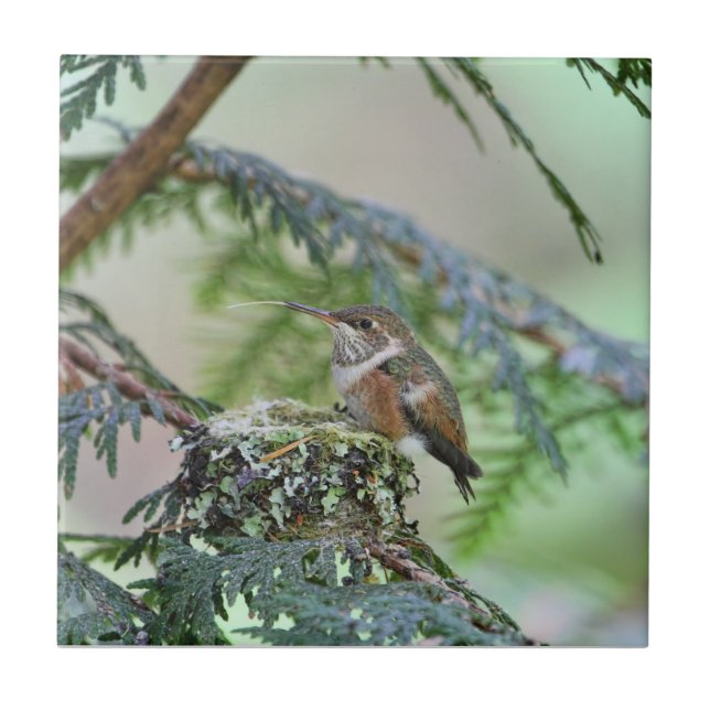 Baby Hummingbird Sticking Out Its Tongue Tile (Front)