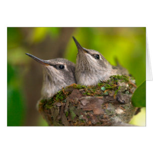 Baby hummingbirds
