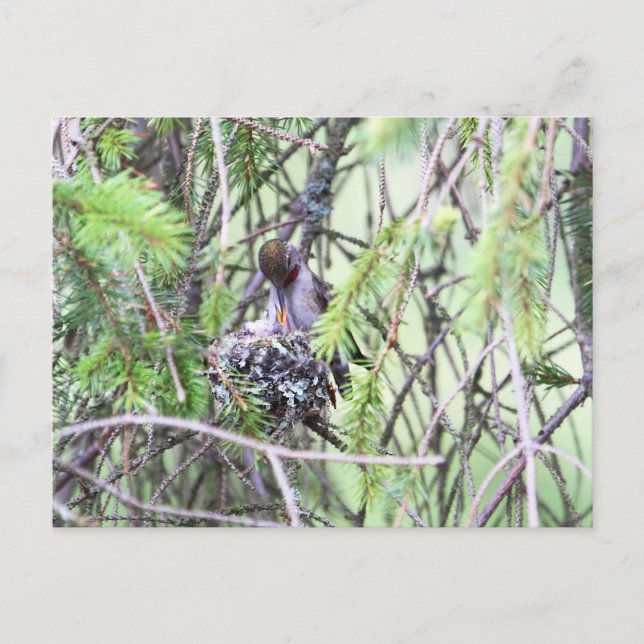 Baby Hummingbirds in a Nest Postcard (Front)