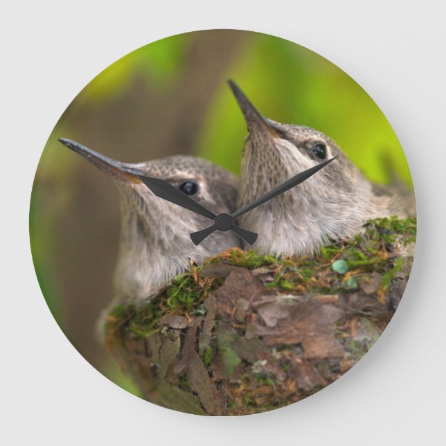 Baby hummingbirds large clock (Front)