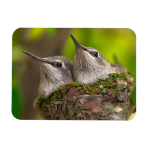 Baby hummingbirds magnet