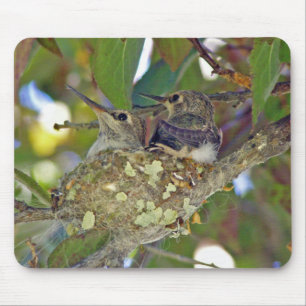 Baby hummingbirds - Mousepad