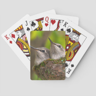 Baby hummingbirds playing cards
