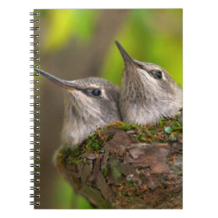 Baby hummingbirds spiral notebook