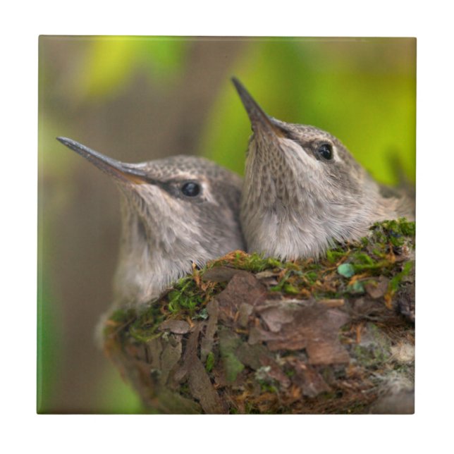 Baby hummingbirds tile (Front)