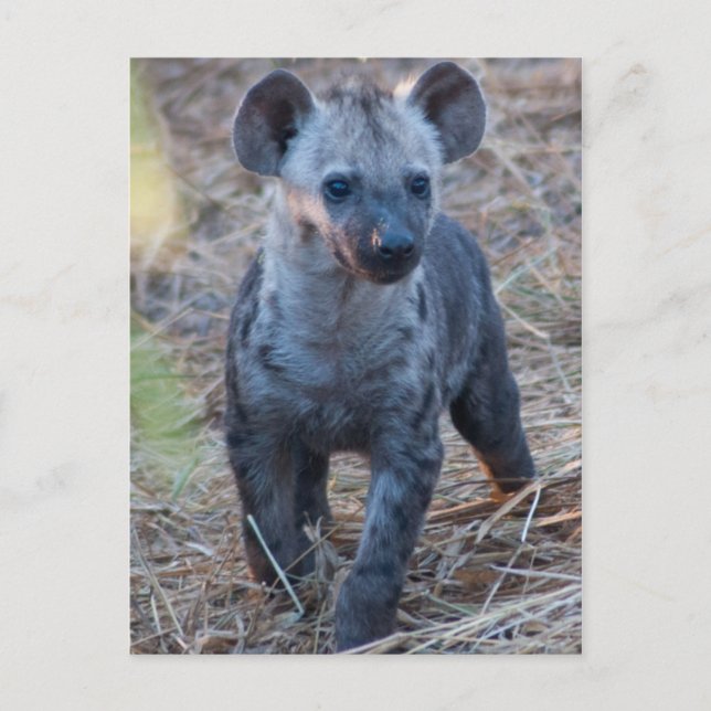 Baby Hyena Postcard (Front)