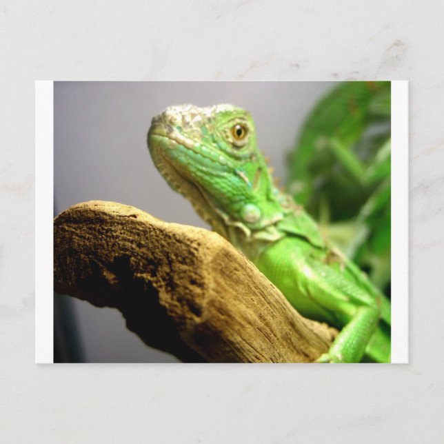 Baby Iguana Postcard (Front)
