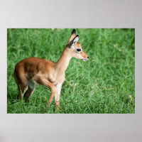 Baby impala in green grass