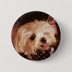 Baby in a Bag Maltese Puppy 6 Cm Round Badge