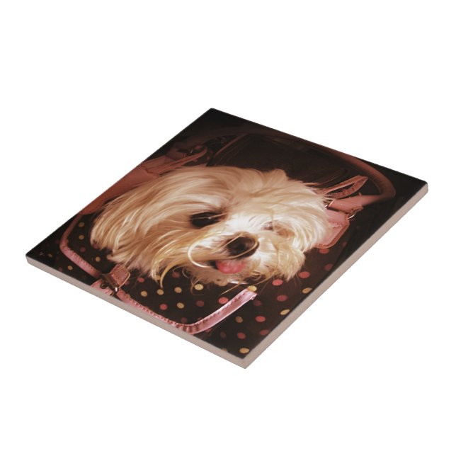Baby in a Bag Maltese Puppy Tile (Side)