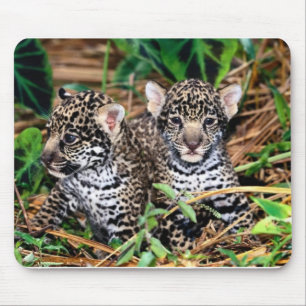 Baby jaguars mouse pad