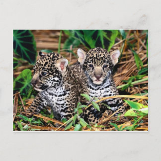 Baby jaguars postcard