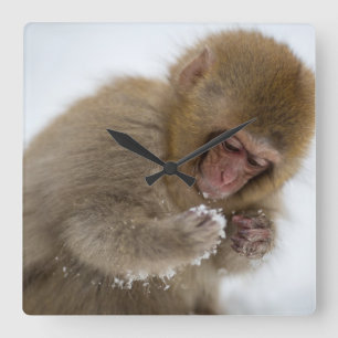 Baby Japanese Macaque   Snow Monkey Square Wall Clock