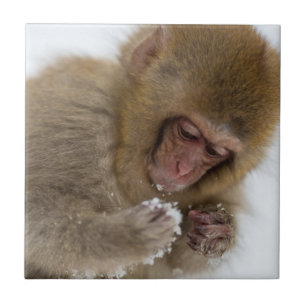 Baby Japanese Macaque   Snow Monkey Tile