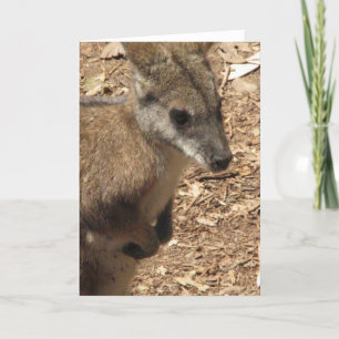 Baby Kangaroo Greeting Card