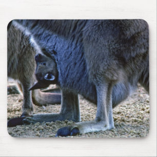 Baby kangaroo in mother's pouch - Australia Mouse Pad