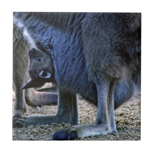 Baby kangaroo in mother's pouch - Australia Tile (Front)