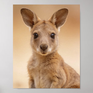 Baby Kangaroo Portrait – Cute Nursery Animal Wall  Poster