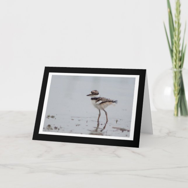 Baby Killdeer Blank Greeting Card (Front)