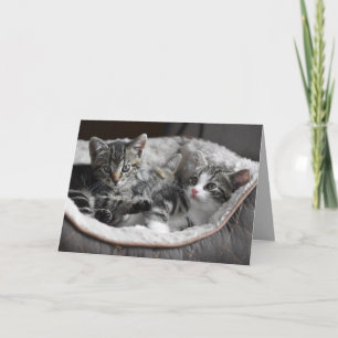 baby kittens greeting card
