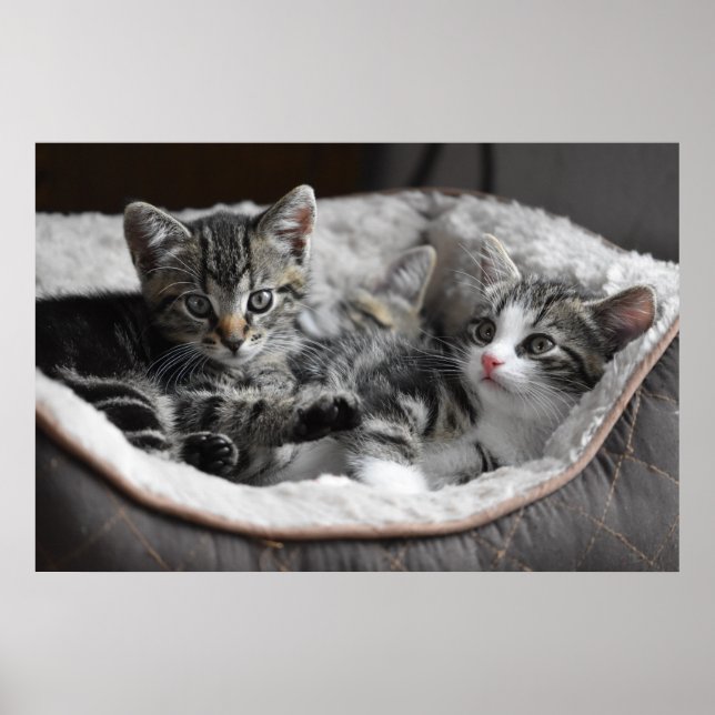 baby kittens poster (Front)