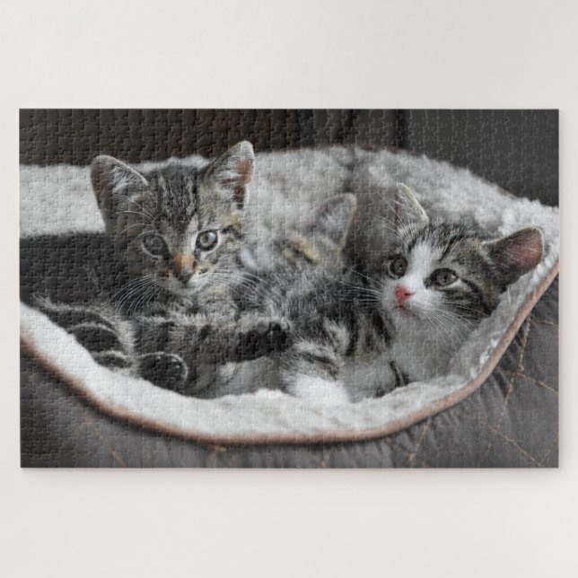 baby kittens puzzle (Horizontal)