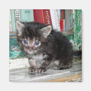 Baby Kitty Magnet