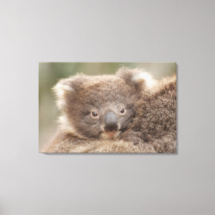 Baby Koala Canvas Print