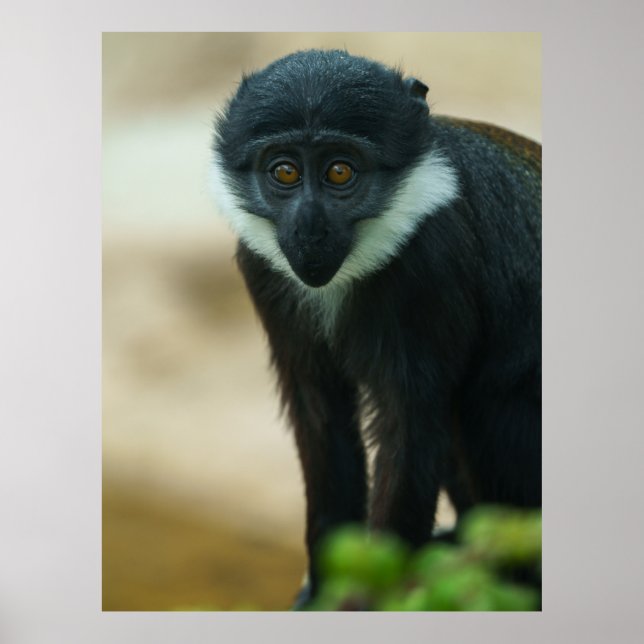 Baby L’Hoest Monkey Poster (Front)