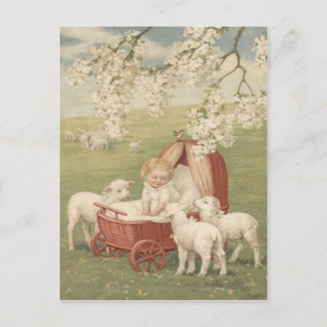 Baby Lamb Dogwood Tree Field Postcard (Front)