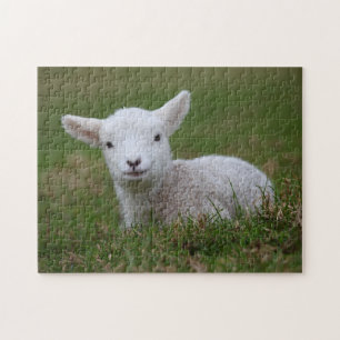 Baby Lamb Jigsaw Puzzle