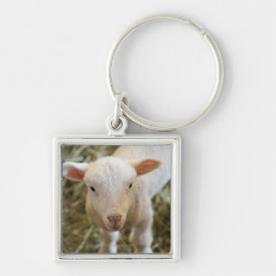 Baby Lamb Key Ring