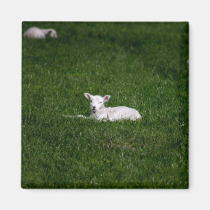 Baby Lamb Magnet