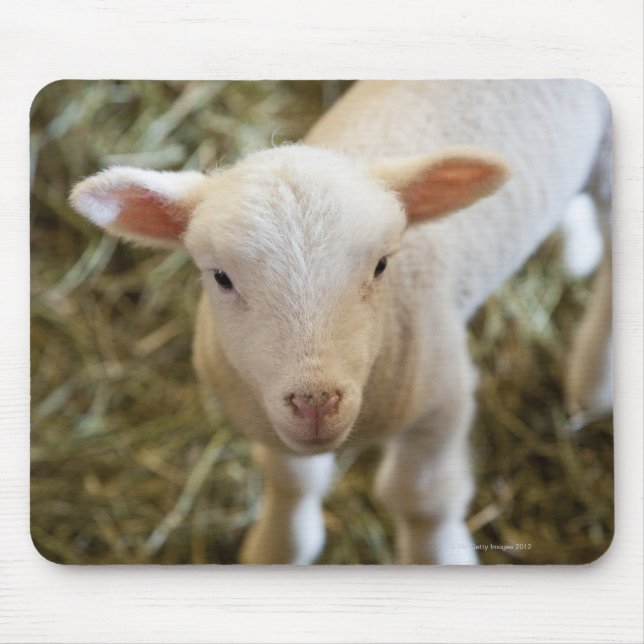 Baby Lamb Mouse Pad (Front)