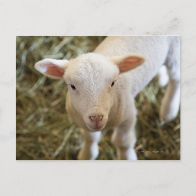 Baby Lamb Postcard (Front)