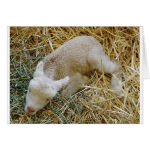 Baby lamb sleeping - Card