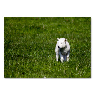 Baby Lamb Table Number