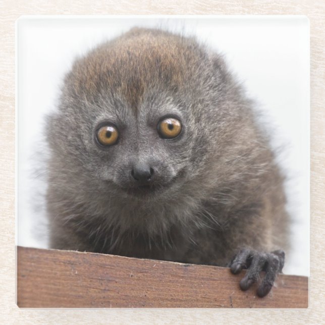 Baby Lemur Glass Coaster (Front)