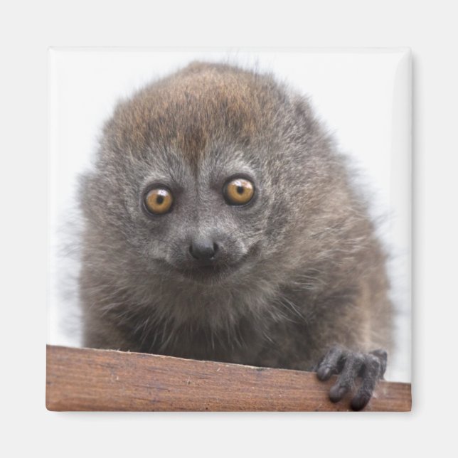 Baby Lemur Magnet (Front)